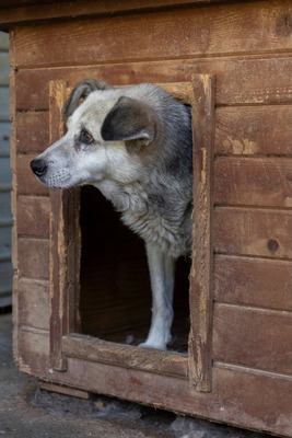 Tina – eine sanfte Seele sucht ihr Für-immer-Zuhause, Mischling - Hündin