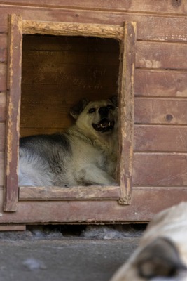 Tina – eine sanfte Seele sucht ihr Für-immer-Zuhause, Mischling - Hündin