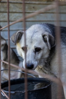 Tina – eine sanfte Seele sucht ihr Für-immer-Zuhause, Mischling - Hündin