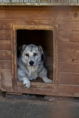 Tina – eine sanfte Seele sucht ihr Für-immer-Zuhause, Mischling - Hündin