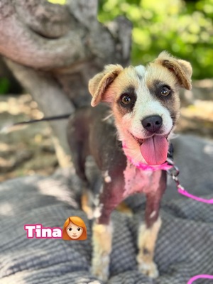 Tina - super süße taube Hündin sucht..., chinesischer Schopfhund-Mischling Welpen - Hündin