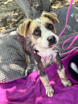 Tina - super süße taube Hündin sucht..., chinesischer Schopfhund-Mischling Welpen - Hündin