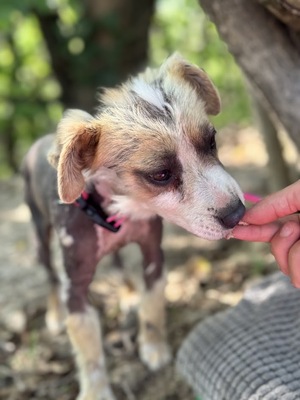 Tina - super süße taube Hündin sucht..., chinesischer Schopfhund-Mischling Welpen - Hündin