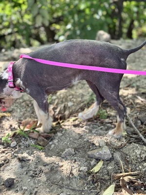 Tina - super süße taube Hündin sucht..., chinesischer Schopfhund-Mischling Welpen - Hündin
