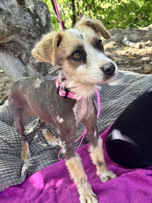 Tina - super süße taube Hündin sucht..., chinesischer Schopfhund-Mischling Welpen - Hündin