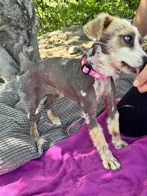 Tina - super süße taube Hündin sucht..., chinesischer Schopfhund-Mischling Welpen - Hündin