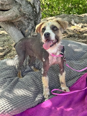 Tina - super süße taube Hündin sucht..., chinesischer Schopfhund-Mischling Welpen - Hündin