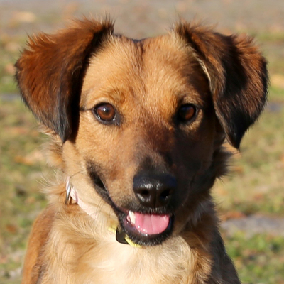 Tine, Dackel-Mix - Hündin