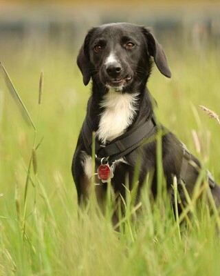 Tinella, Mischling - Hündin