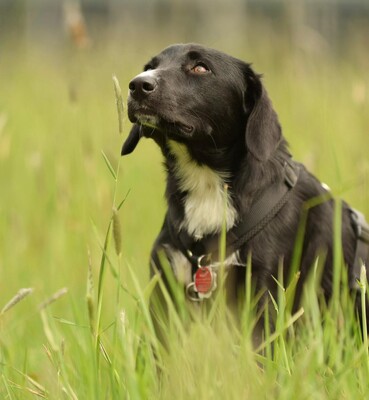 Tinella, Mischling - Hündin