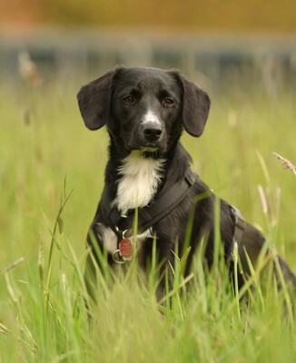 Tinella, Mischling - Hündin