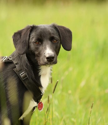 Tinella, Mischling - Hündin