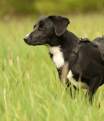 Tinella, Mischling - Hündin