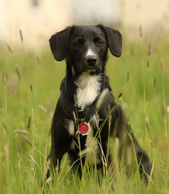 Tinella, mischling - Hündin