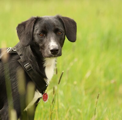 Tinella, mischling - Hündin