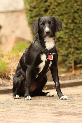 Tinella, mischling - Hündin