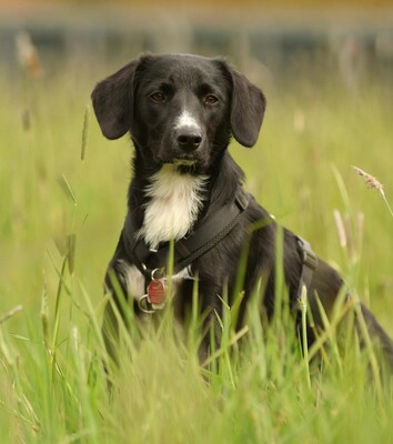 Tinella, mischling - Hündin