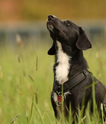 Tinella, mischling - Hündin