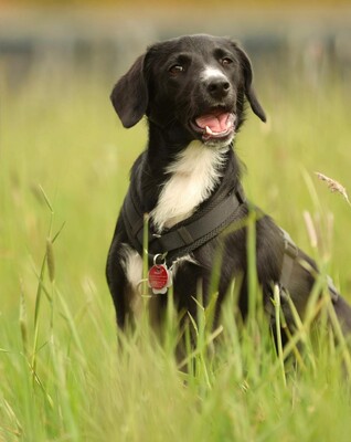 Tinella, mischling - Hündin