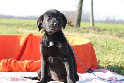 Tinia, Mischling Welpen - Hündin