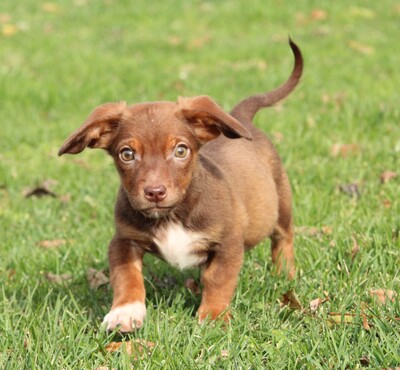 Tinka, Mischling Welpen - Hündin