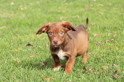Tinka, Mischling Welpen - Hündin