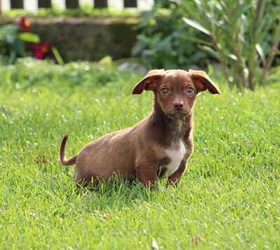Tinka, Mischling Welpen - Hündin