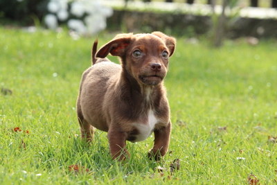 Tinka, Mischling Welpen - Hündin