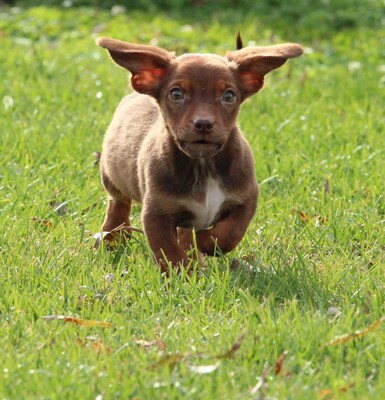 Tinka, Mischling Welpen - Hündin