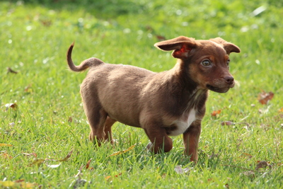 Tinka, Mischling Welpen - Hündin