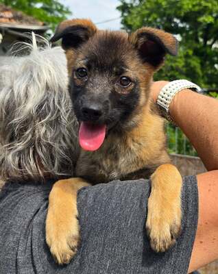 Tinka, Mix - Hündin