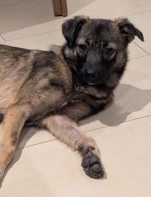 Tinka, Mix - Hündin