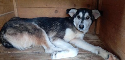 Tinka: Wo Zurückhaltung auf innere Stärke trifft, Husky - Mischling - Hündin