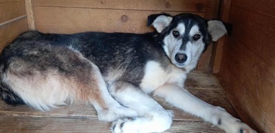 Tinka: Wo Zurückhaltung auf innere Stärke trifft, Husky - Mischling - Hündin