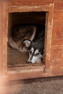 Tinka: Wo Zurückhaltung auf innere Stärke trifft, Husky - Mischling - Hündin