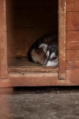 Tinka: Wo Zurückhaltung auf innere Stärke trifft, Husky - Mischling - Hündin