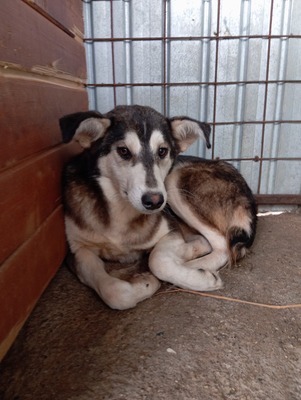 Tinka: Wo Zurückhaltung auf innere Stärke trifft, Huskymischling - Hündin