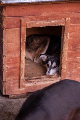 Tinka: Wo Zurückhaltung auf innere Stärke trifft, Huskymischling - Hündin