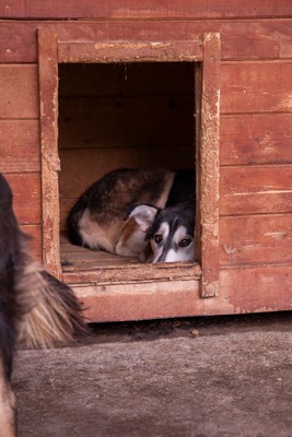 Tinka: Wo Zurückhaltung auf innere Stärke trifft, Huskymischling - Hündin