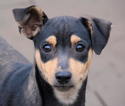 Tinto, Welpen - Rüde