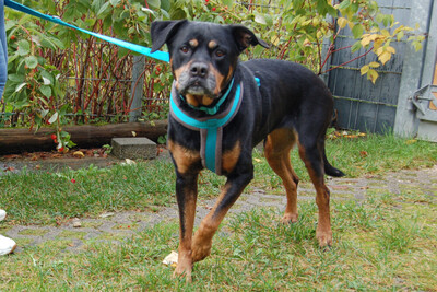 Tipsie, Rottweiler - Hündin