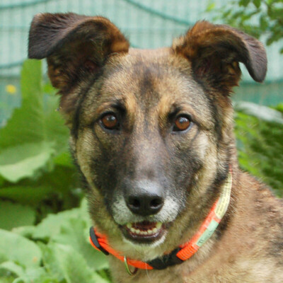 Tissa, Mischling - Hündin