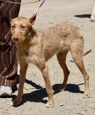 Tita, Podenco Andaluz; rauhaarig - Hündin