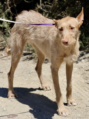 Tita, Podenco Andaluz; rauhaarig - Hündin