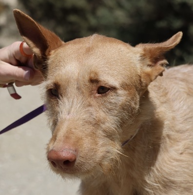 Tita, Podenco Andaluz; rauhaarig - Hündin