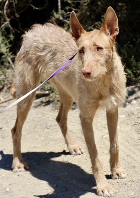 Tita, Podenco Andaluz; rauhaarig - Hündin