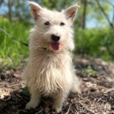 🌺Tita ist eine junge Westie- Mischlingshündin einer kleinen Rasse, die ein schönes Zuhause sucht🌷, Westie - Mischling - Hündin