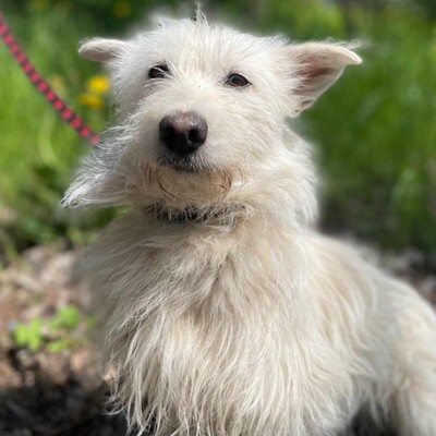 🌺Tita ist eine junge Westie- Mischlingshündin einer kleinen Rasse, die ein schönes Zuhause sucht🌷, Westie - Mischling - Hündin