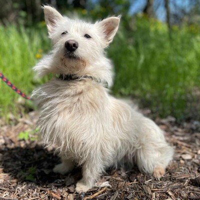 🌺Tita ist eine junge Westie- Mischlingshündin einer kleinen Rasse, die ein schönes Zuhause sucht🌷, Westie - Mischling - Hündin