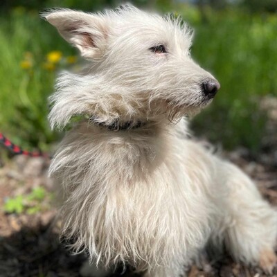 🌺Tita ist eine junge Westie- Mischlingshündin einer kleinen Rasse, die ein schönes Zuhause sucht🌷, Westie - Mischling - Hündin